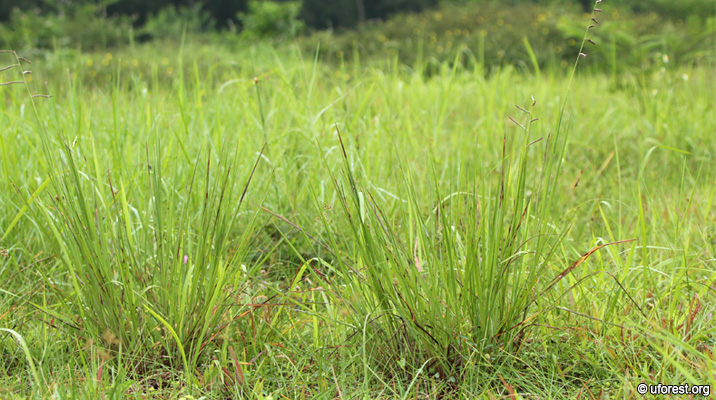 Paspalum longifolium